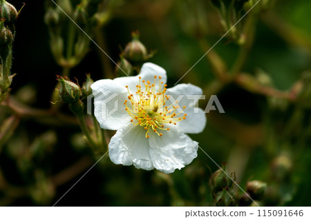 Wild rose flowers on the Shinano River and Yasuragi Embankment Wild rose flowers on the Shinano River and Yasuragi Embankment 115091646