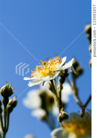 Wild rose flowers on the Shinano River and Yasuragi Embankment Wild rose flowers on the Shinano River and Yasuragi Embankment 115091657