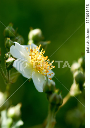 Wild rose flowers on the Shinano River and Yasuragi Embankment Wild rose flowers on the Shinano River and Yasuragi Embankment 115091658