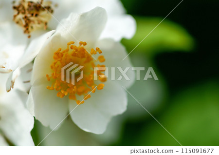 信濃川和安良木堤岸上的野玫瑰花 信濃川和安良木堤岸上的野玫瑰花 115091677