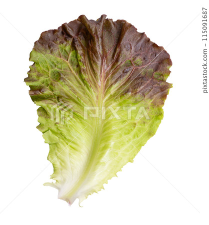 Red leaf lettuce. Single leaf of a lettuce variety with individual light green to dark maroon-tipped frilly and pliable leaves with stiff center rib, growing from a central stem. Isolated, from above. 115091687