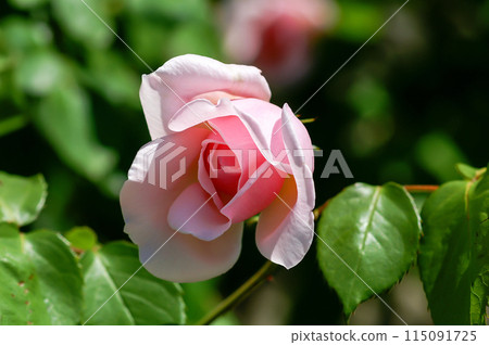 Pink rose Pink rose 115091725