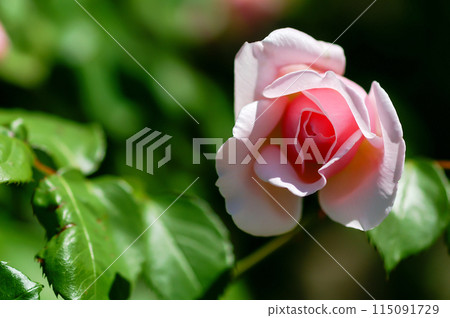 Pink rose Pink rose 115091729