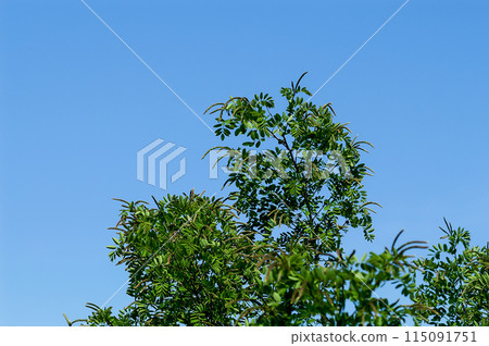 信濃川安城堤壩上的黃鼠狼草 信濃川安城堤壩上的黃鼠狼草 115091751