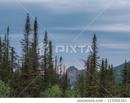 Firs tree in the mountaine, evening mountaine landscape. Firs tree in the mountaine, evening mountaine landscape. 115092161