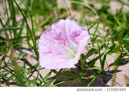 海鈴 海鈴 115092485