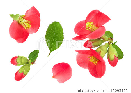 Chaenomeles speciosa or japanese quince flower isolated on white background Chaenomeles speciosa or japanese quince flower isolated on white background 115093121