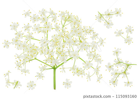 Elderberry flower or Sambucus nigra isolated on a white background. Elderberry flower or Sambucus nigra isolated on a white background. 115093160