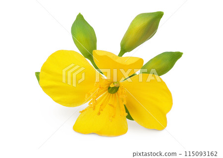 Celandine flower isolated on white background Celandine flower isolated on white background 115093162