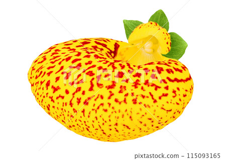 Calceolaria flower isolated on white background. Top view. Flat lay 115093165