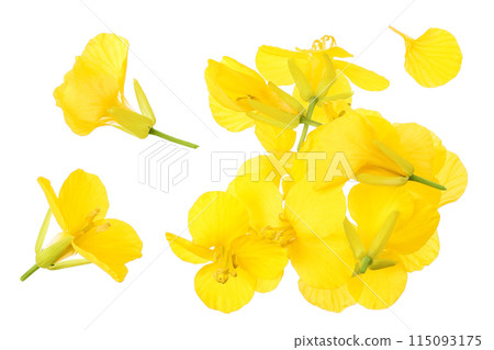 Rapeseed flowers isolated on white background, Top view. Flat lay 115093175
