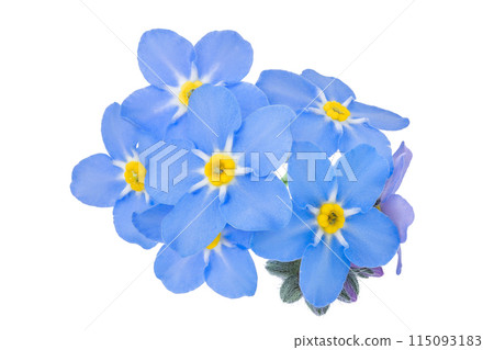 forget-me-not flowers isolated on white background. Top view. Flat lay forget-me-not flowers isolated on white background. Top view. Flat lay 115093183