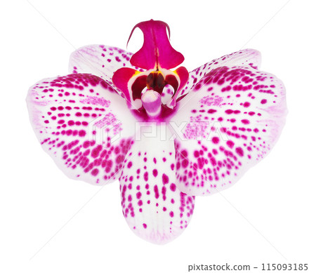 pink phalaenopsis orchid flower isolated on white background 115093185