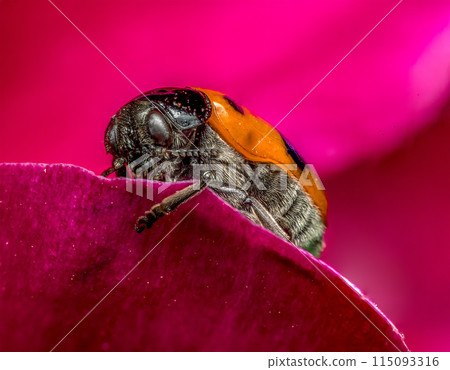 Ant bag beetle on a peony petal Ant bag beetle on a peony petal 115093316