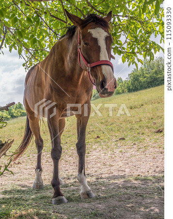Saddle horse pasturing 115093330