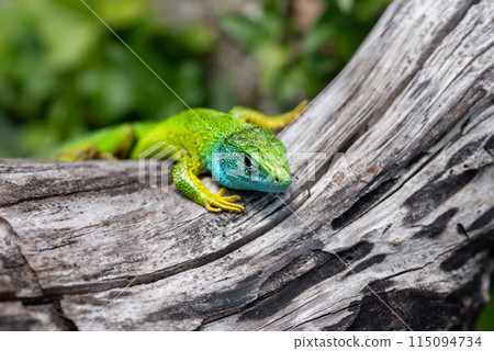 Ixodes ricinus nymph feeding next to the eye of agreen lizard Lacerta viridis 115094734