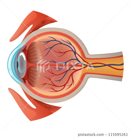 Anatomy of eye. Human organ structure, side view. Muscles, veins and vessels of human eye. Detailed illustration isolated on white background 115095261