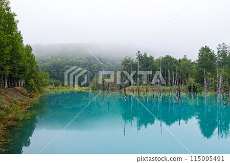 Hokkaido / The Blue Pond in summer, with its beautiful reflections shrouded in a thin veil of mist (Biei, Shirogane Blue Pond) 115095491