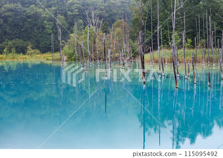 北海道/夏季的“青池”，美麗的倒影籠罩在薄薄的薄霧中（美瑛/白金青池） 115095492