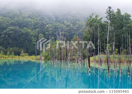Hokkaido / The Blue Pond in summer, with its beautiful reflections shrouded in a thin veil of mist (Biei, Shirogane Blue Pond) 115095493