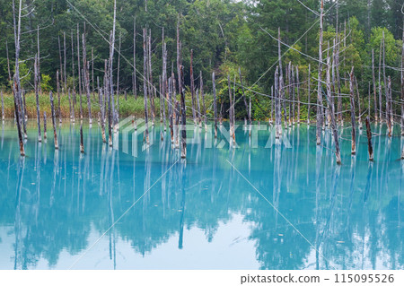 Hokkaido / Beautiful reflections at the Blue Pond in summer (Biei, Shirogane Blue Pond) Hokkaido / Beautiful reflections at the Blue Pond in summer (Biei, Shirogane Blue Pond) 115095526