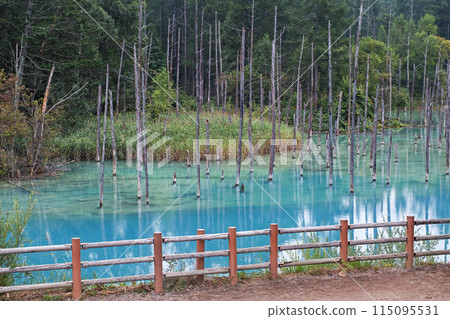 北海道/夏季美麗倒影的青池（美瑛/白金青池） 115095531