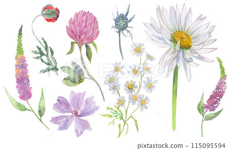 Set with summer flowers 115095594