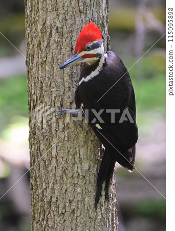 Pileated woodpecker portrait sitting on a tree trunk into the forest with green foreground, Quebec, Canada 115095898