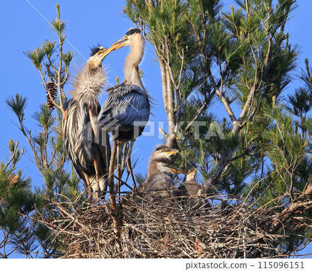 Great Blue Heron family in the nest. Tenderness scene between the male and the female Great Blue Heron family in the nest. Tenderness scene between the male and the female 115096151