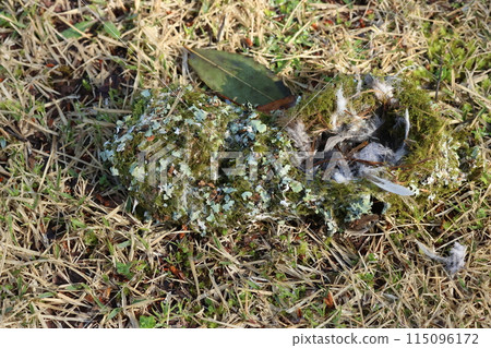 A long-tailed tit's nest made from spiders, moss, and bird feathers that were blown down from trees by strong winds. A long-tailed tit's nest made from spiders, moss, and bird feathers that were blown down from trees by strong winds. 115096172