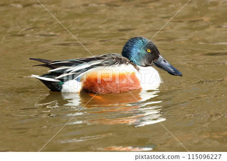 A duck with a long spatula-shaped bill, the Northern Shoveler A duck with a long spatula-shaped bill, the Northern Shoveler 115096227