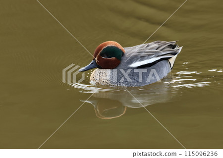 A small duck, the teal, that migrates to Japan as a winter bird. A small duck, the teal, that migrates to Japan as a winter bird. 115096236