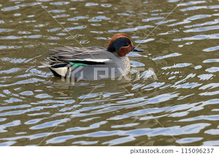 A small duck, the teal, that migrates to Japan as a winter bird. 115096237