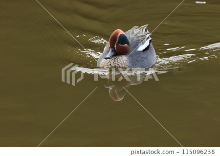 A small duck, the teal, that migrates to Japan as a winter bird. 115096238