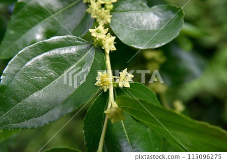 Jujube flowers 115096275