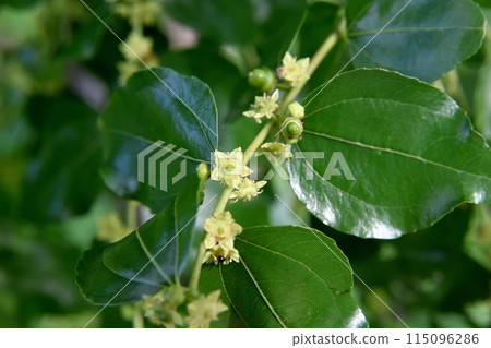 Jujube flowers 115096286