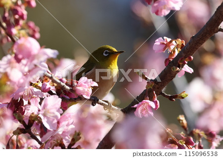 A cute little bird, a Japanese white-eye, comes to drink nectar from the Kawazu cherry blossoms A cute little bird, a Japanese white-eye, comes to drink nectar from the Kawazu cherry blossoms 115096538