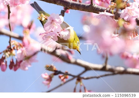 一隻可愛的小鳥，繡眼鳥，來吸取河津櫻花的花蜜。 115096539