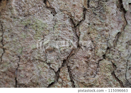 Yew bark 115096663