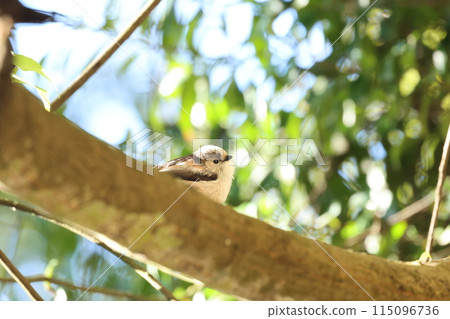 The long-tailed tit is a small bird with a body resembling a roll of cotton and a long tail. 115096736