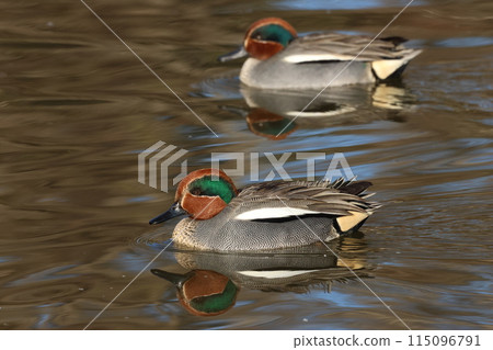 A small duck, the teal, that migrates to Japan as a winter bird. A small duck, the teal, that migrates to Japan as a winter bird. 115096791