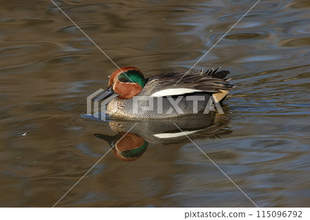 A small duck, the teal, that migrates to Japan as a winter bird. A small duck, the teal, that migrates to Japan as a winter bird. 115096792
