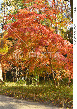 Autumn leaves of Shimogamo Shrine Autumn leaves of Shimogamo Shrine 115096803