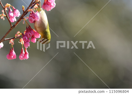 A cute little bird, a Japanese white-eye, comes to drink nectar from the Kawazu cherry blossoms 115096804