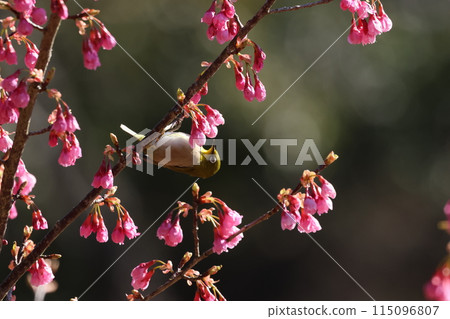 A cute little bird, a Japanese white-eye, comes to drink nectar from the Kawazu cherry blossoms A cute little bird, a Japanese white-eye, comes to drink nectar from the Kawazu cherry blossoms 115096807