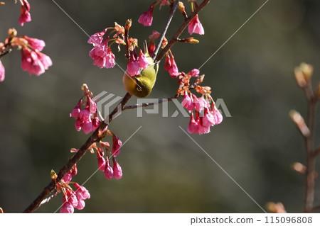 A cute little bird, a Japanese white-eye, comes to drink nectar from the Kawazu cherry blossoms 115096808