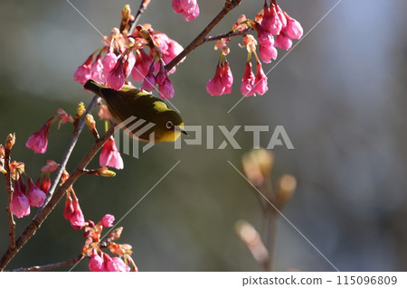 A cute little bird, a Japanese white-eye, comes to drink nectar from the Kawazu cherry blossoms A cute little bird, a Japanese white-eye, comes to drink nectar from the Kawazu cherry blossoms 115096809