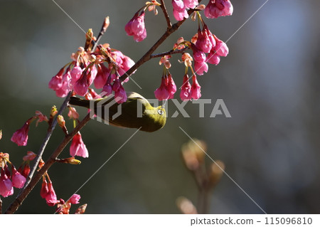 A cute little bird, a Japanese white-eye, comes to drink nectar from the Kawazu cherry blossoms A cute little bird, a Japanese white-eye, comes to drink nectar from the Kawazu cherry blossoms 115096810
