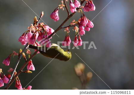 A cute little bird, a Japanese white-eye, comes to drink nectar from the Kawazu cherry blossoms 115096811