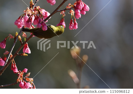 A cute little bird, a Japanese white-eye, comes to drink nectar from the Kawazu cherry blossoms 115096812